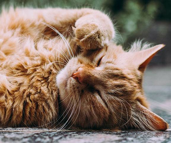 assurance bien animaux